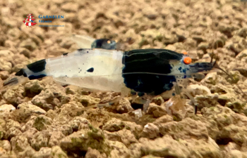 Preview: Black Witch OE Garnele